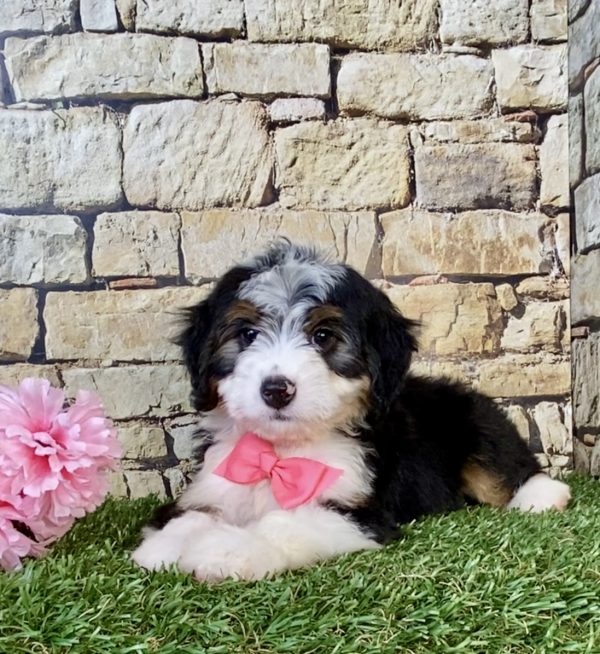 Photo of Ms. Ellie the Mini-Bernedoodle puppy