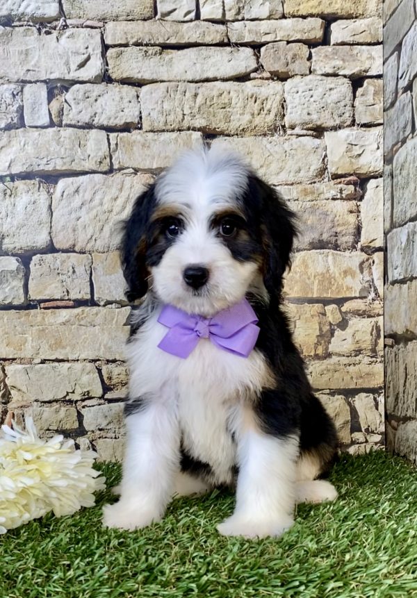 Ms. Ember the Mini-Bernedoodle puppy
