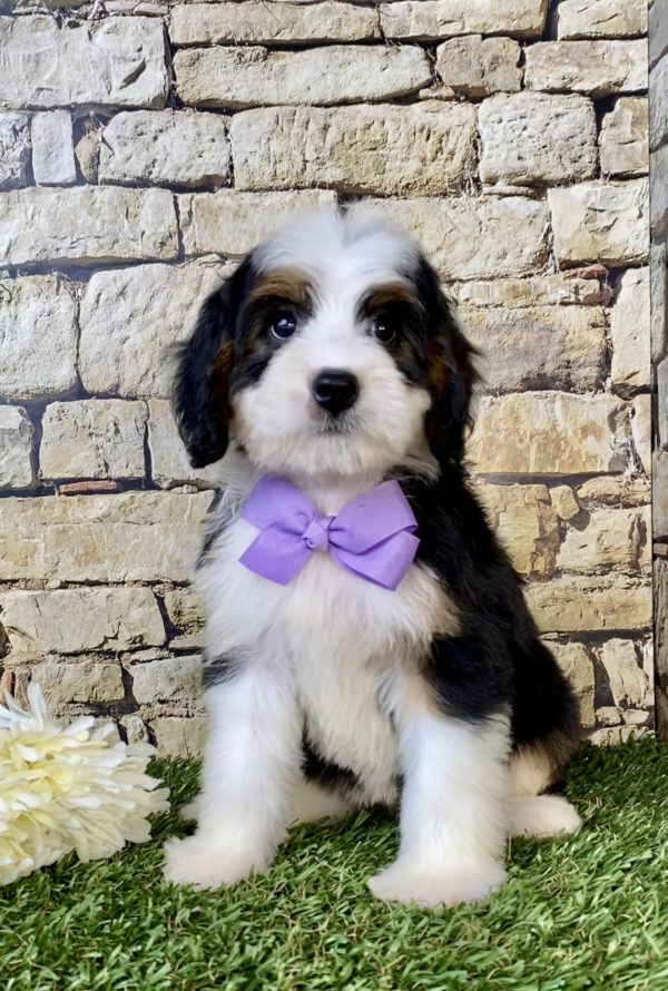 Photo of Ms. Ember the Mini-Bernedoodle puppy