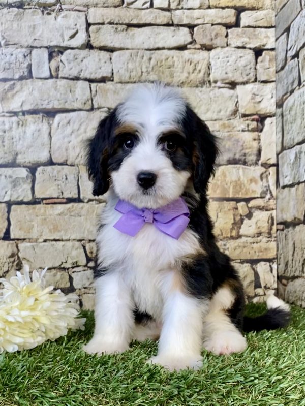 Photo of Ms. Ember the Mini-Bernedoodle puppy