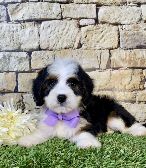 Photo of Ms. Ember the Mini-Bernedoodle puppy