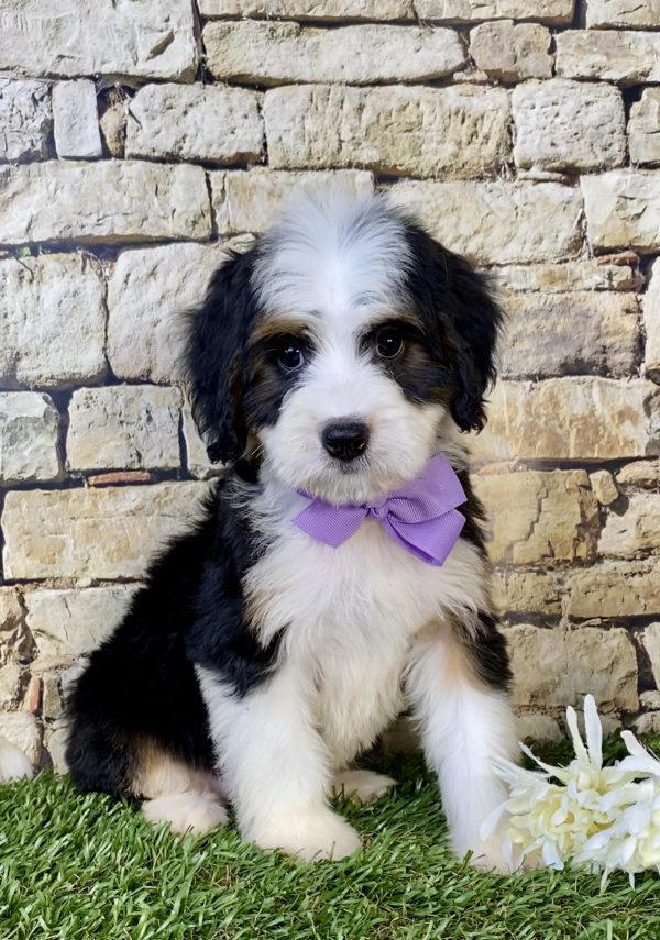 Photo of Ms. Ember the Mini-Bernedoodle puppy