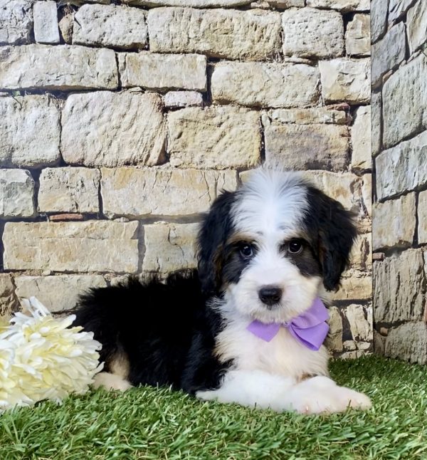 Photo of Ms. Ember the Mini-Bernedoodle puppy