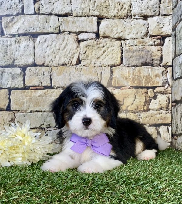 Ms. Espresso the Mini-Bernedoodle puppy