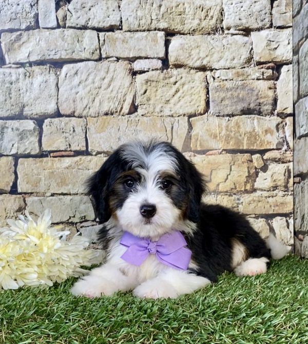 Photo of Ms. Espresso the Mini-Bernedoodle puppy