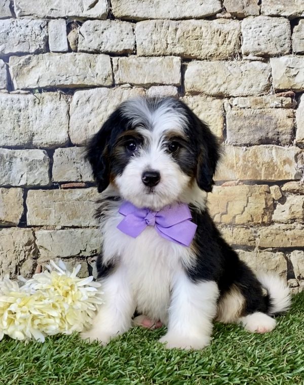 Ms. Espresso the Mini-Bernedoodle puppy