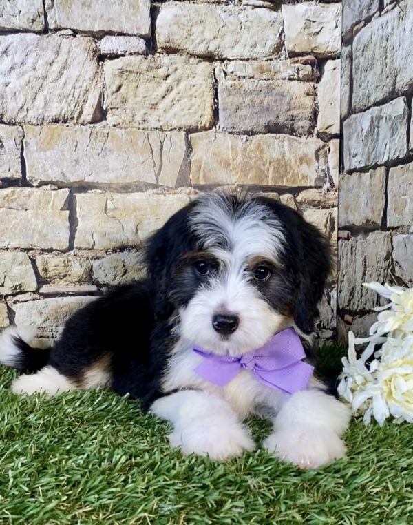 Photo of Ms. Espresso the Mini-Bernedoodle puppy