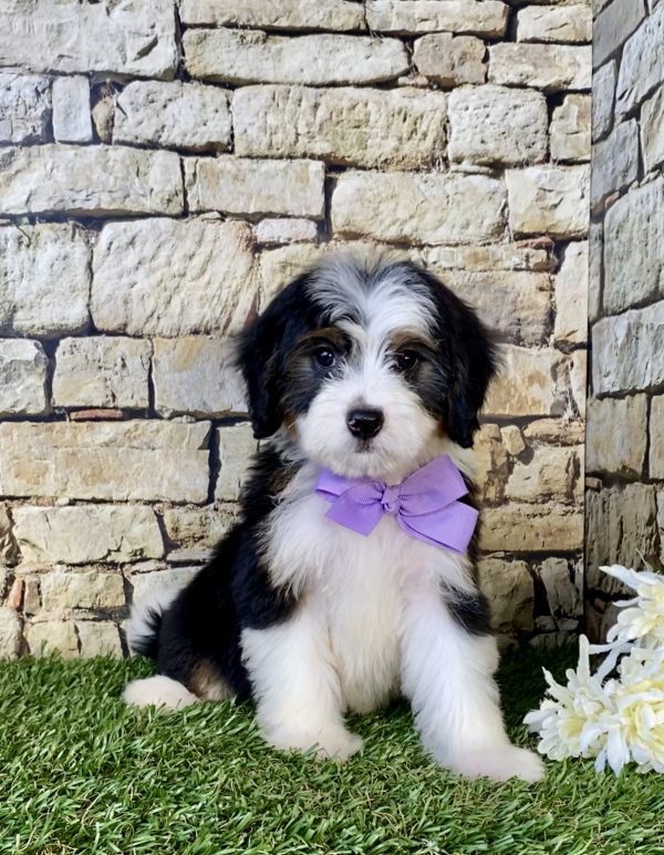 Photo of Ms. Espresso the Mini-Bernedoodle puppy