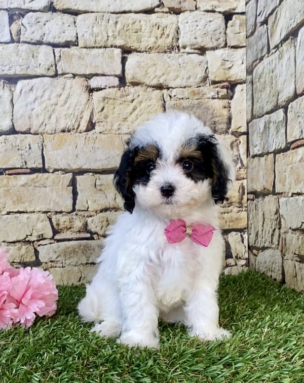 Photo of Ms. Faith the F1B Micro Mini-Bernedoodle puppy