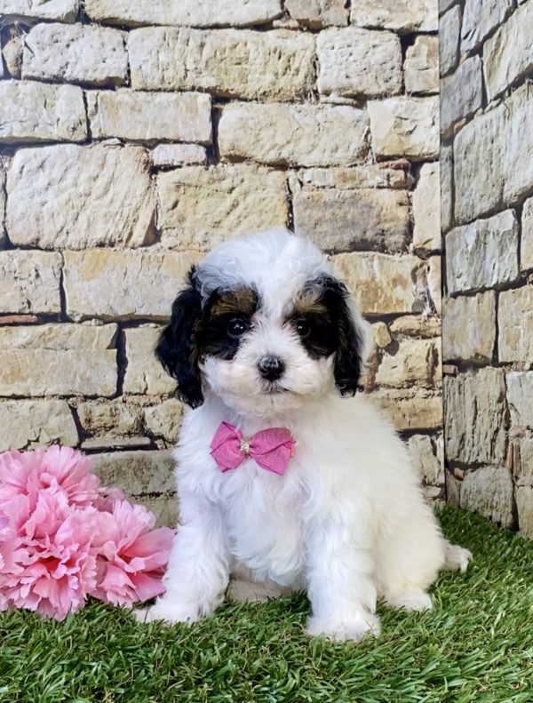 Ms. Faith the F1B Micro Mini-Bernedoodle puppy