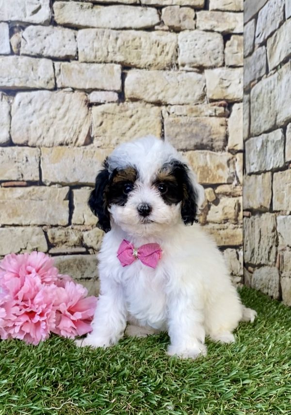Photo of Ms. Faith the F1B Micro Mini-Bernedoodle puppy