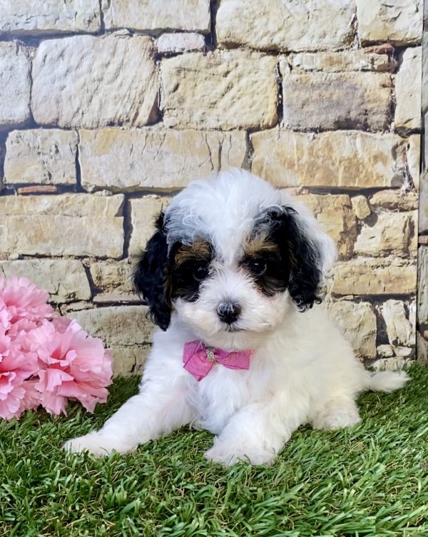 Photo of Ms. Faith the F1B Micro Mini-Bernedoodle puppy