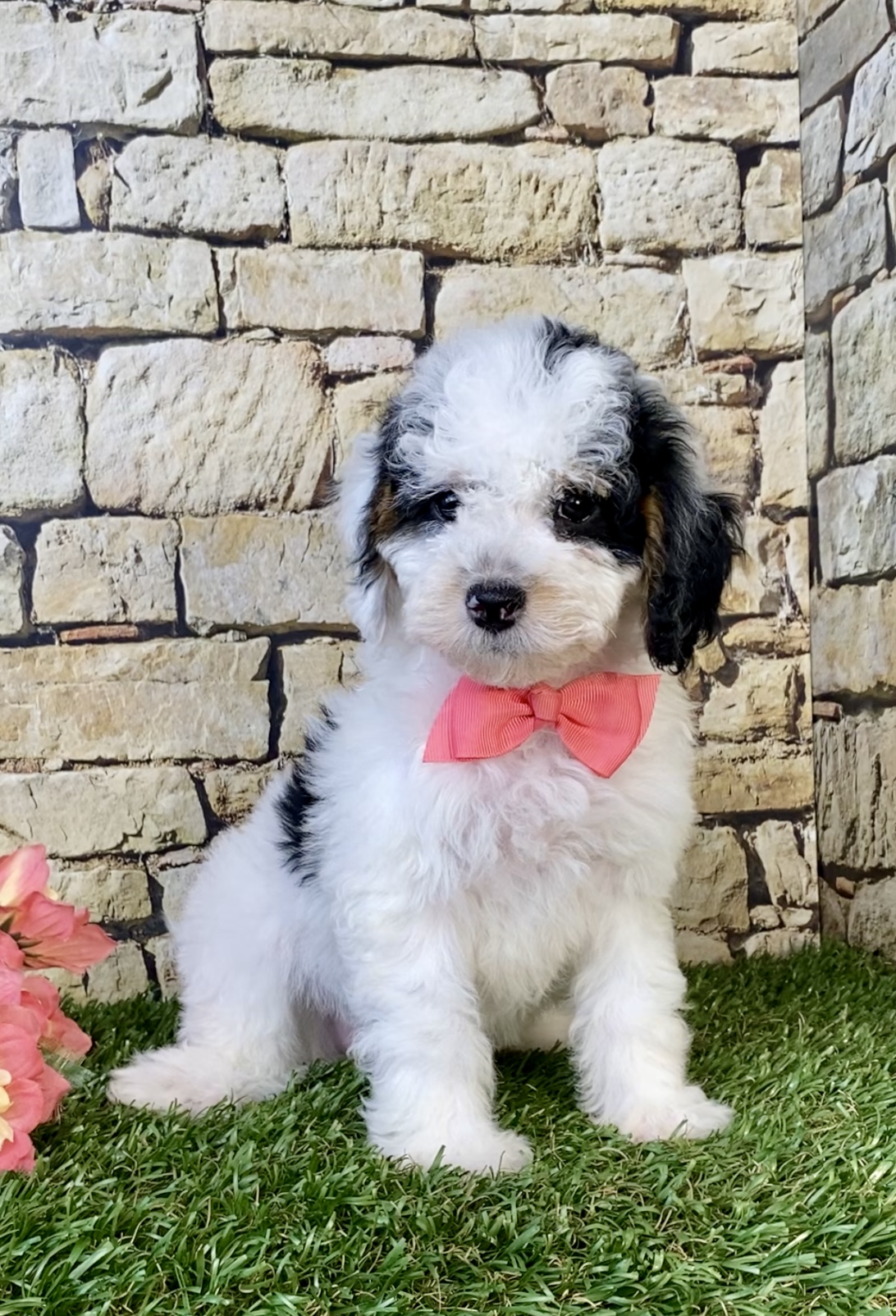 Photo of Ms. Francis the F1B Micro Mini-Bernedoodle puppy