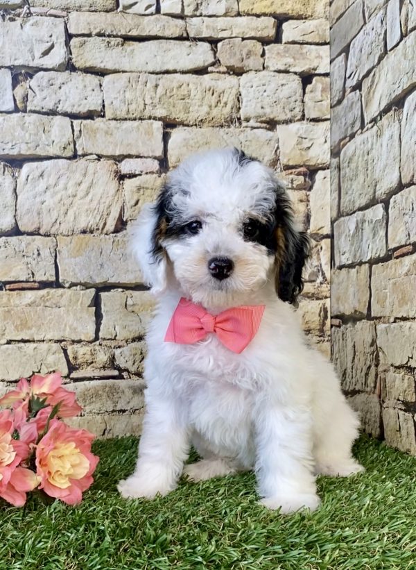 Photo of Ms. Francis the F1B Micro Mini-Bernedoodle puppy