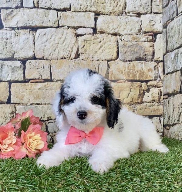 Photo of Ms. Francis the F1B Micro Mini-Bernedoodle puppy