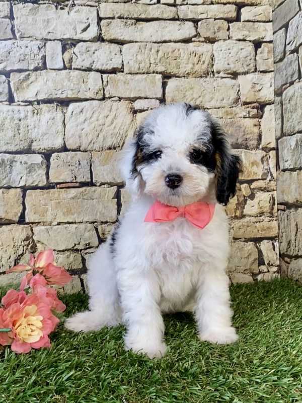 Photo of Ms. Francis the F1B Micro Mini-Bernedoodle puppy
