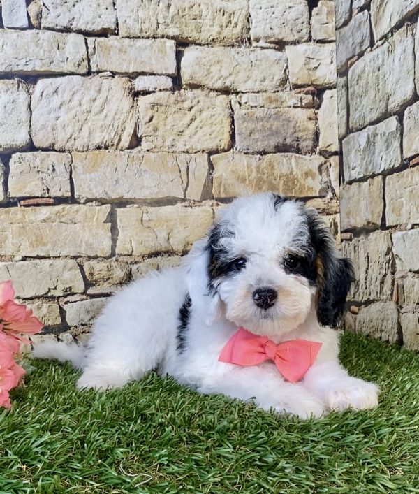 Photo of Ms. Francis the F1B Micro Mini-Bernedoodle puppy