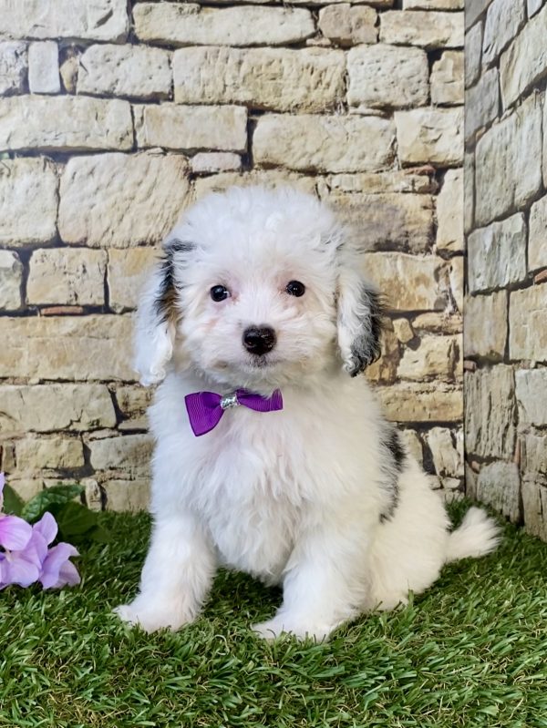 Ms. Frosty the F1B Micro Mini-Bernedoodle puppy