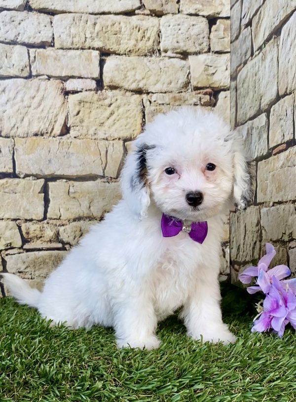 Photo of Ms. Frosty the F1B Micro Mini-Bernedoodle puppy
