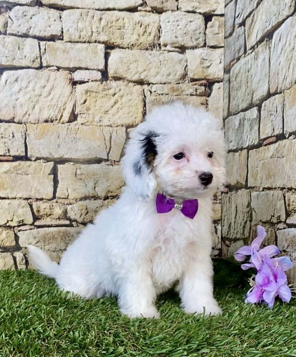 Photo of Ms. Frosty the F1B Micro Mini-Bernedoodle puppy