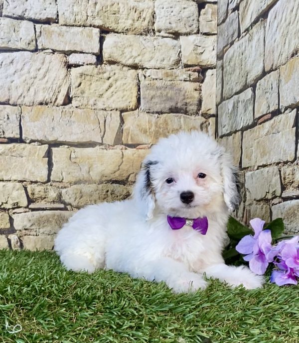 Photo of Ms. Frosty the F1B Micro Mini-Bernedoodle puppy