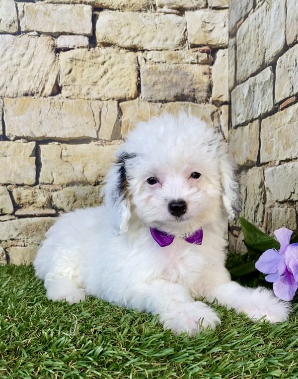 Photo of Ms. Frosty the F1B Micro Mini-Bernedoodle puppy