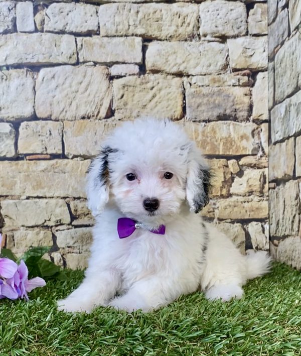 Photo of Ms. Frosty the F1B Micro Mini-Bernedoodle puppy