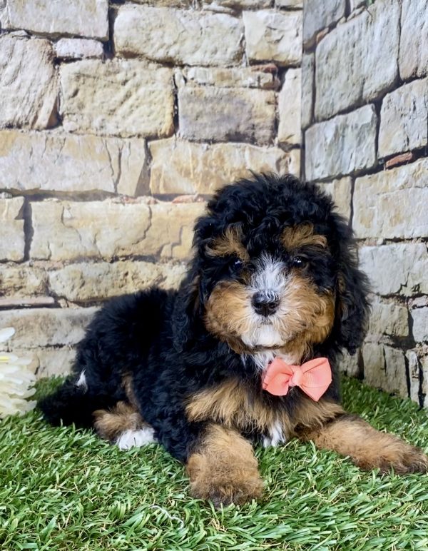 Photo of Ms. Fudge the F1B Micro Mini-Bernedoodle puppy