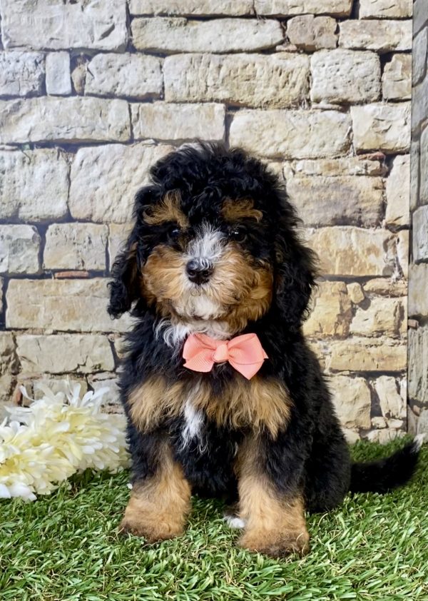 Photo of Ms. Fudge the F1B Micro Mini-Bernedoodle puppy