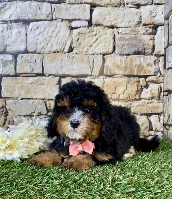 Photo of Ms. Fudge the F1B Micro Mini-Bernedoodle puppy