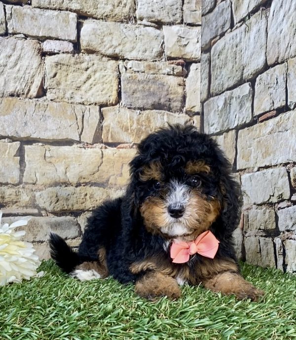 Photo of Ms. Fudge the F1B Micro Mini-Bernedoodle puppy