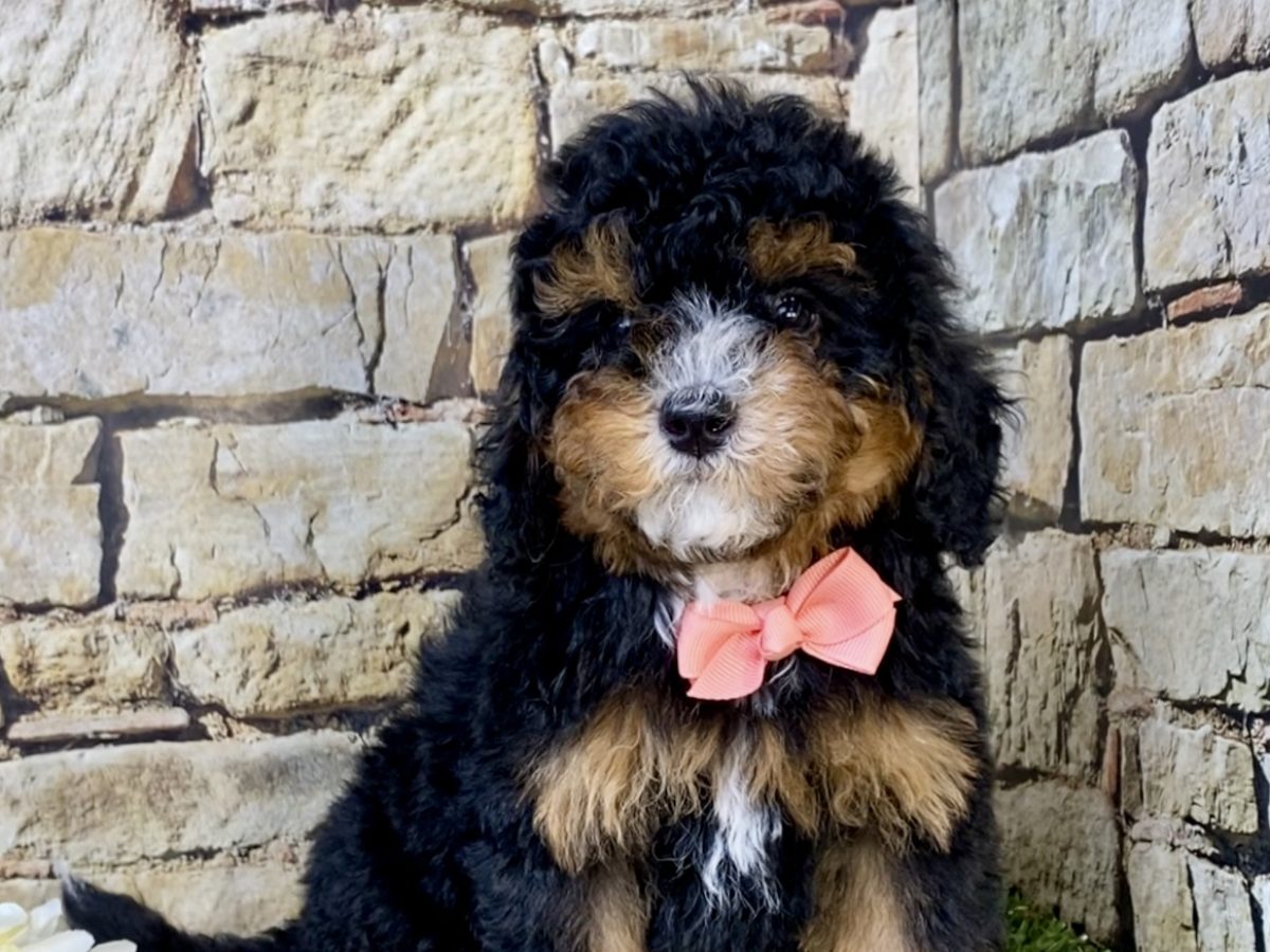 Full Grown Bernedoodle F1b For Sale Fudge The F1B Micro Mini