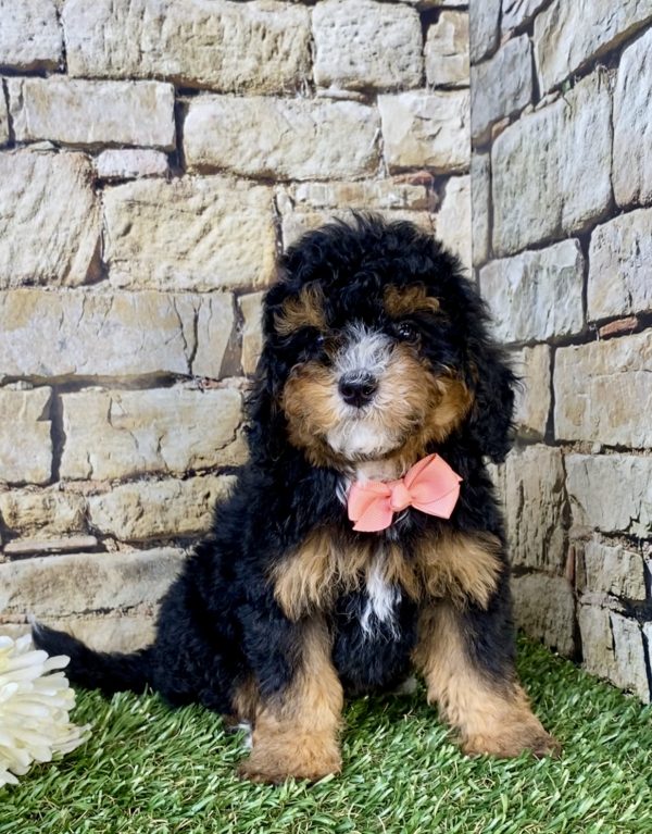 Ms. Fudge the F1B Micro Mini-Bernedoodle puppy
