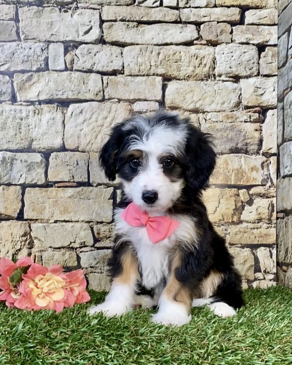 Photo of Ms. Gina the Mini-Bernedoodle puppy