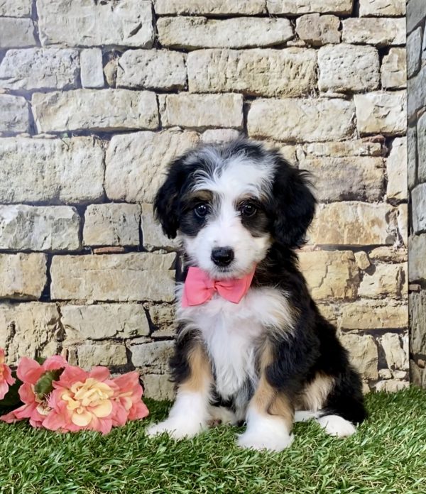 Photo of Ms. Gina the Mini-Bernedoodle puppy