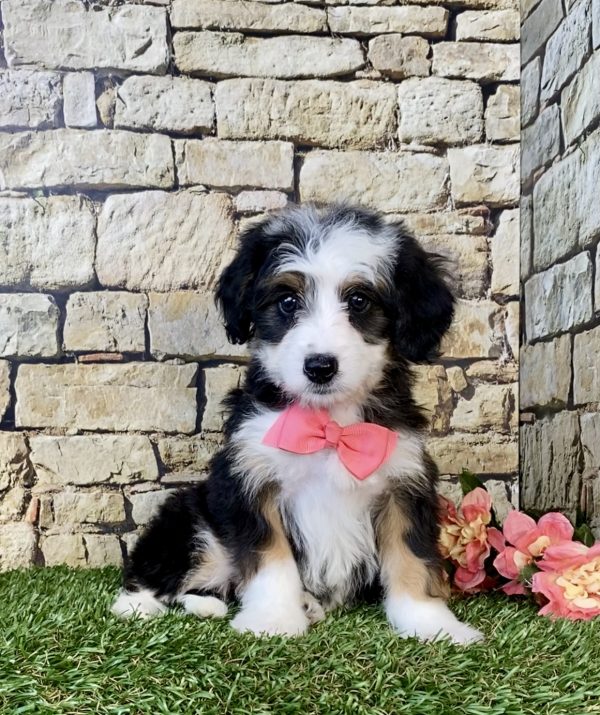 Ms. Gina the Mini-Bernedoodle puppy