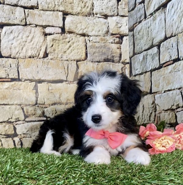 Photo of Ms. Gina the Mini-Bernedoodle puppy