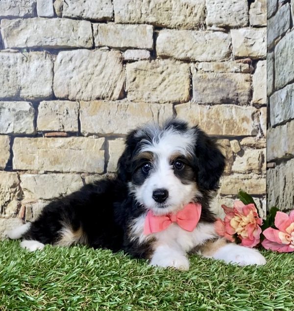 Photo of Ms. Gina the Mini-Bernedoodle puppy