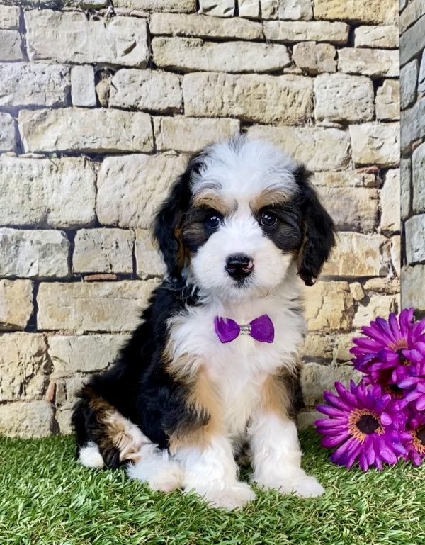 Ms. Gloria the Mini-Bernedoodle puppy