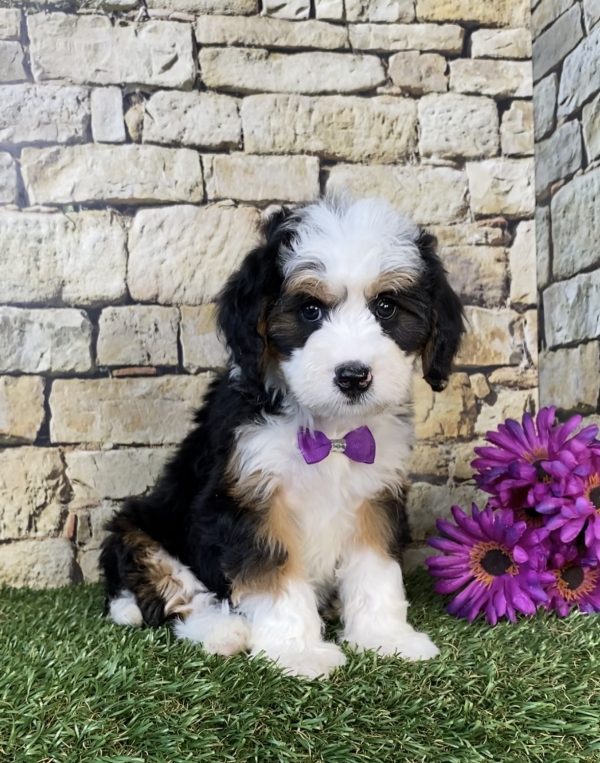 Photo of Ms. Gloria the Mini-Bernedoodle puppy