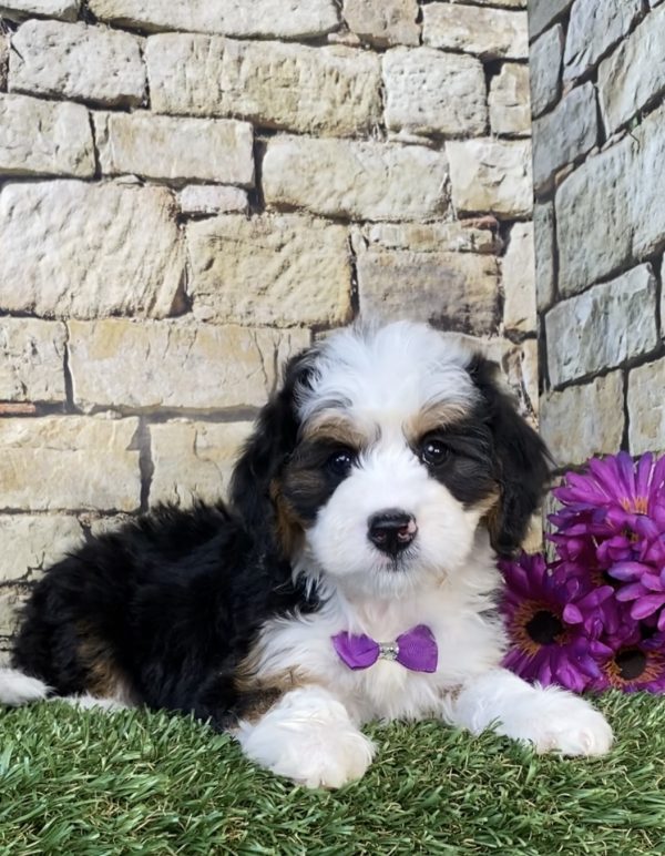 Photo of Ms. Gloria the Mini-Bernedoodle puppy