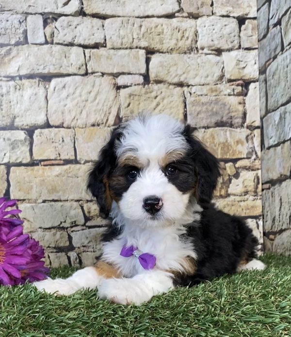 Photo of Ms. Gloria the Mini-Bernedoodle puppy