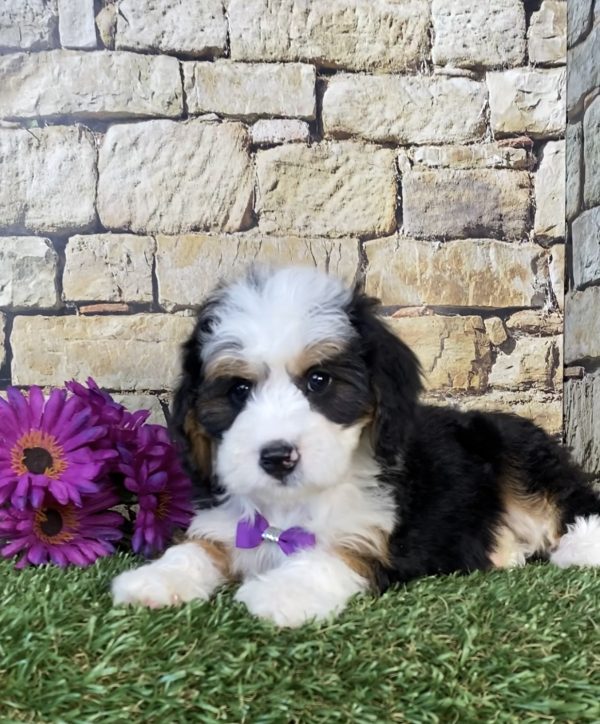 Photo of Ms. Gloria the Mini-Bernedoodle puppy