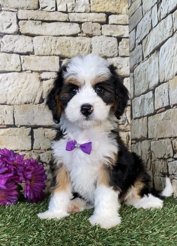 Photo of Ms. Gloria the Mini-Bernedoodle puppy