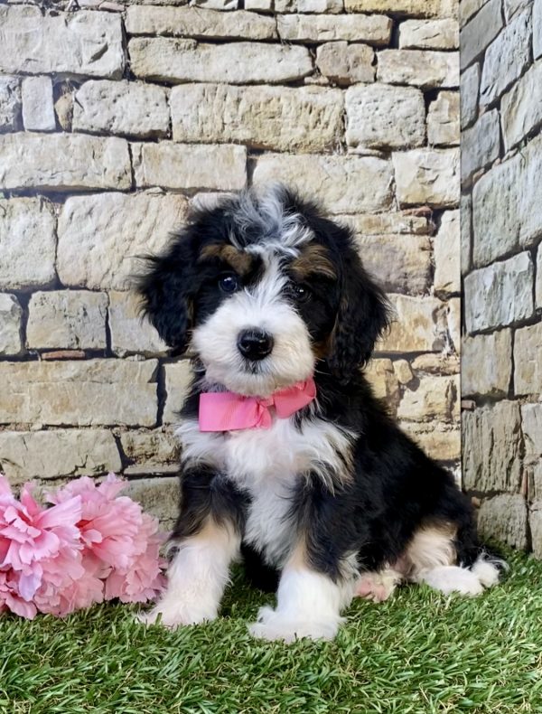 Ms. Grace the Mini-Bernedoodle puppy
