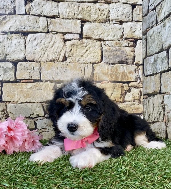 Photo of Ms. Grace the Mini-Bernedoodle puppy