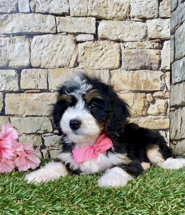 Photo of Ms. Grace the Mini-Bernedoodle puppy
