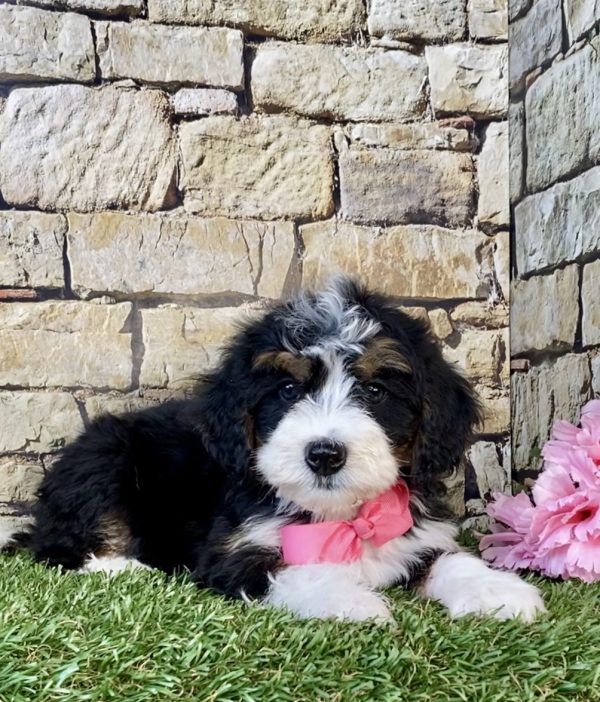Photo of Ms. Grace the Mini-Bernedoodle puppy