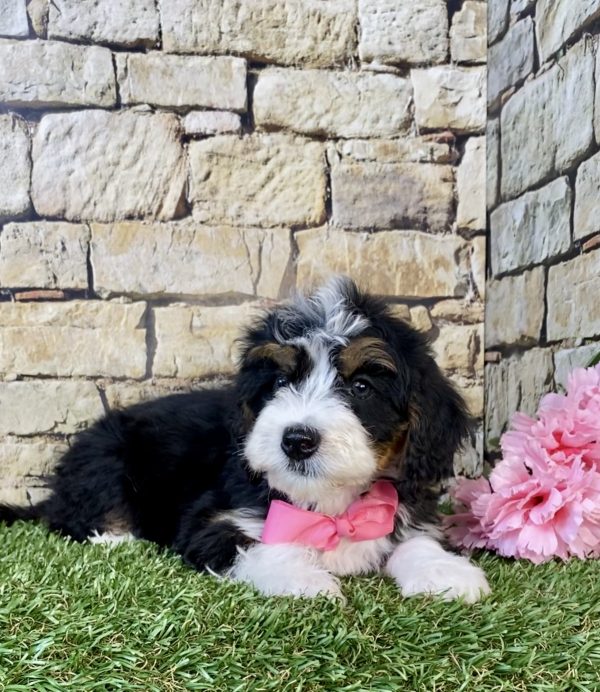 Photo of Ms. Grace the Mini-Bernedoodle puppy