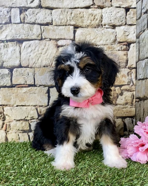 Photo of Ms. Grace the Mini-Bernedoodle puppy